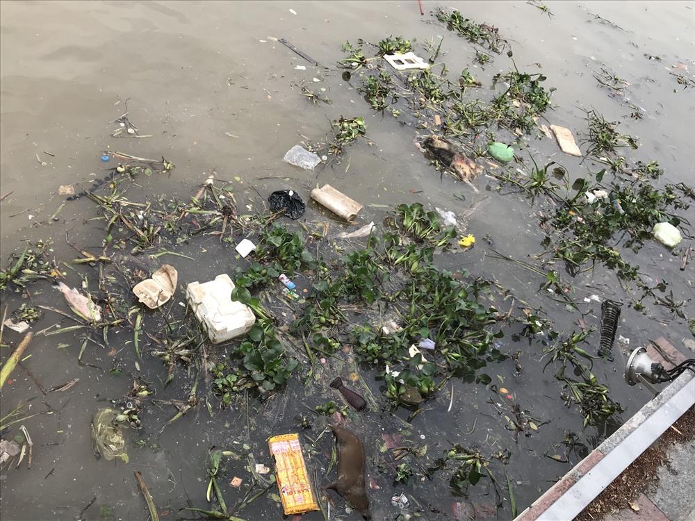Gần khu vực đàn thiên nga sinh sống, rác thải, váng dầu nổi đầy bên bờ sông. ảnh Mai Dung
