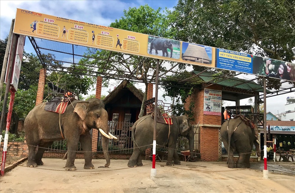 Những chú voi chờ đến lượt phục vụ khách ở hồ Lắk. Ảnh: H.V.M