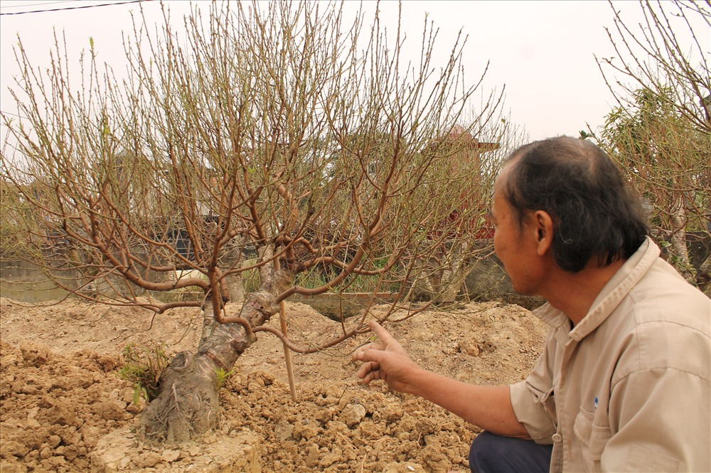 Cây đào dáng huyền, lai với đào đá được chủ vườn cho thuê với giá 5 triệu đồng. Ảnh Mai Dung