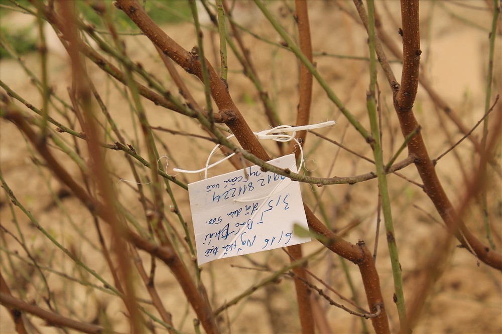 Khách chốt cây, đặt cọc, chủ vườn nhanh chóng viết thông tin khách vào tờ giấy nhỏ treo lên cây để tránh nhầm lẫn. Ảnh Mai Dung