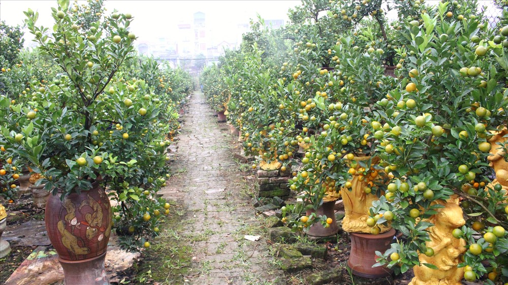 Các chủ nhà vườn tại làng quất Tứ Liên đã chuẩn bị hàng ngàn cây quất cảnh bon sai để chuẩn bị cho Tết Canh Tý 2020.