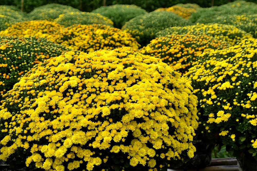 Với hoa cho màu vàng tươi, phần ngọn tròn và vun đầy như mâm xôi, cúc mâm xôi được xem là biểu tượng cát tường nên được nhiều người ưu tiên sắm chưng Tết. Ảnh: LT