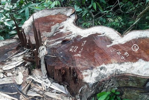 Hiện trạng rừng bị chặt phá ở Thanh Hoá.
