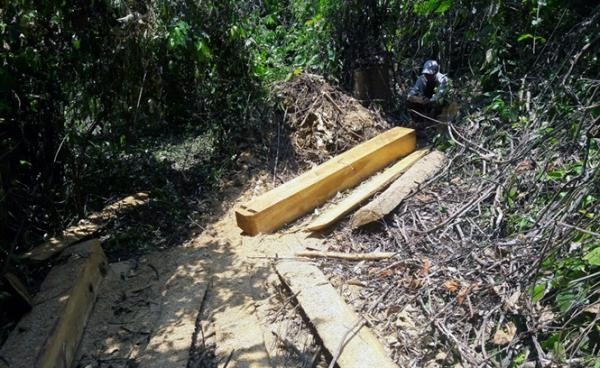 Hiện trạng rừng bị chặt phá ở Thanh Hoá.