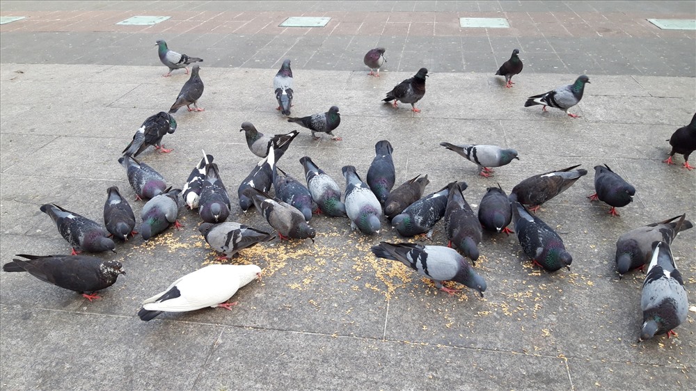 Mặc dù rất nhiều du khách đi lại trên phố đi bộ, nhưng đàn chim bồ câu vẫn yên tâm ăn thóc. Ảnh TK.