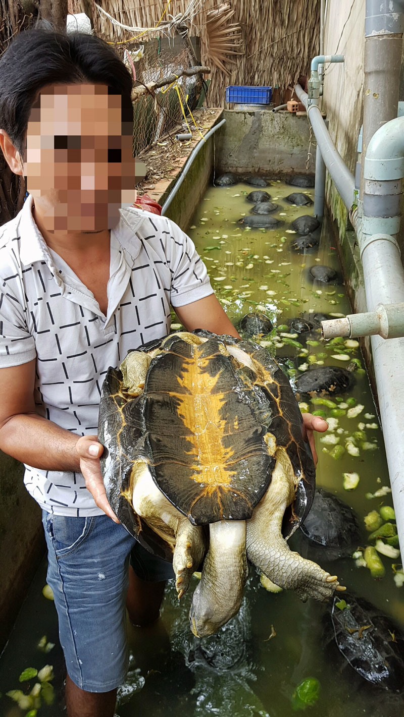 Tình trạng ăn thịt rùa tự nhiên và buôn bán rùa trái phép vào trang trại ở Đồng Tháp, An Giang. Ảnh: T.A