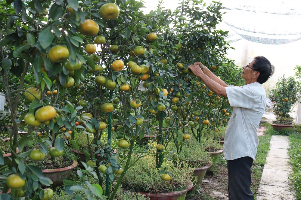 Ông Hồng đang chăm sóc cho vườn quýt chậu của mình.