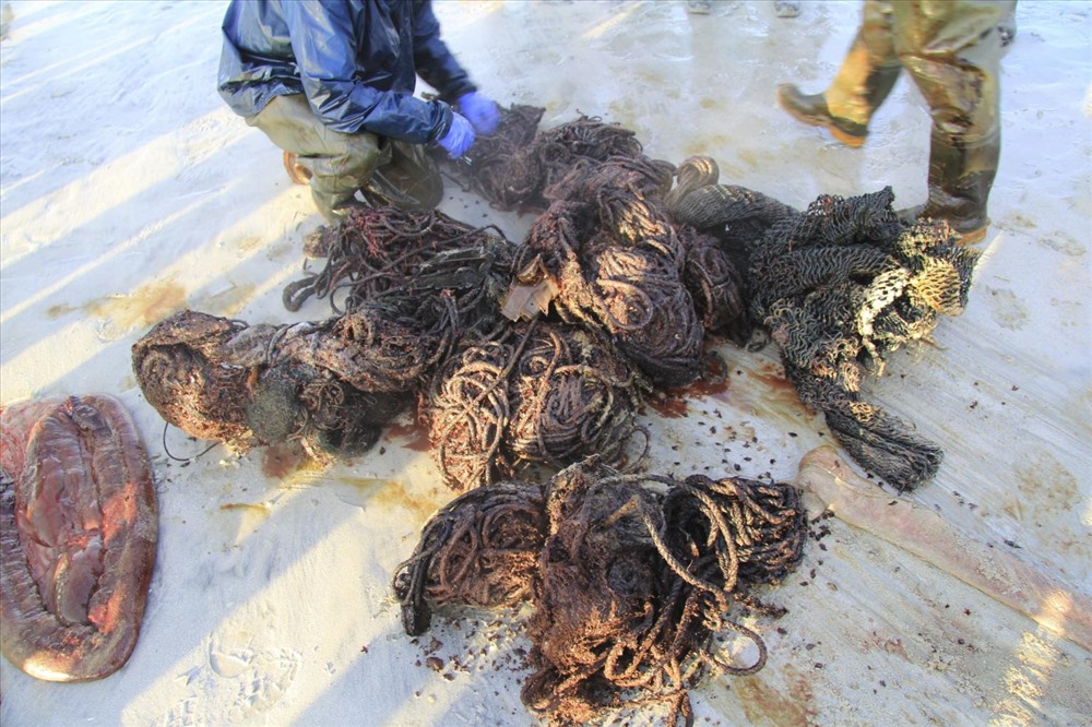 Các dây thừng và lưới được tìm thấy trong thi thể cá voi. Ảnh: NYTIMES.