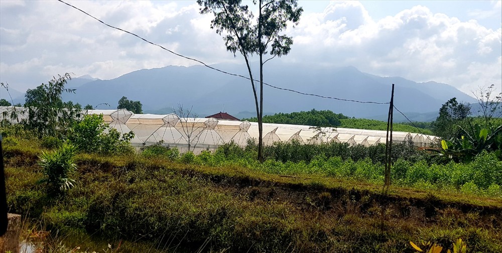 Quy mô đồ sộ của dự án vườn dưa lưới bên trong nhà máy nước sạch Lộc An.