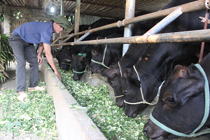 Hà Nội đang đẩy mạnh chăn nuôi bò thịt chất lượng cao tại Ba Vì. Ảnh: PV
