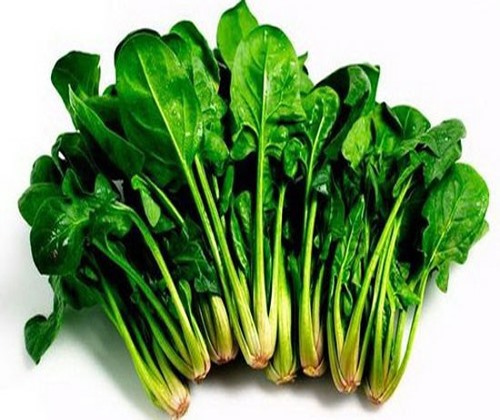 Rau cải bó xôi hay còn gọi là rau chân vịt được gọi là loại rau “siêu thực phẩm“. Ảnh: T. L.