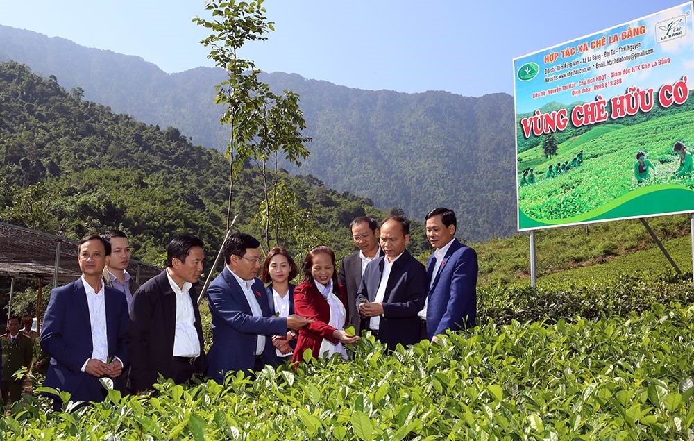 Phó Thủ tướng Phạm Bình Minh  thăm hợp tác xã chè La Bằng - Ảnh: VGP/Hải Minh