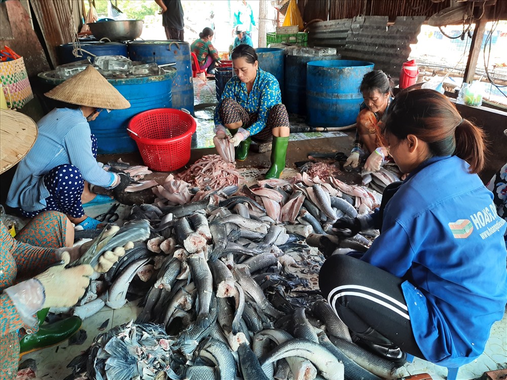 Công nhân đang thực hiện công đoạn làm sạch cá