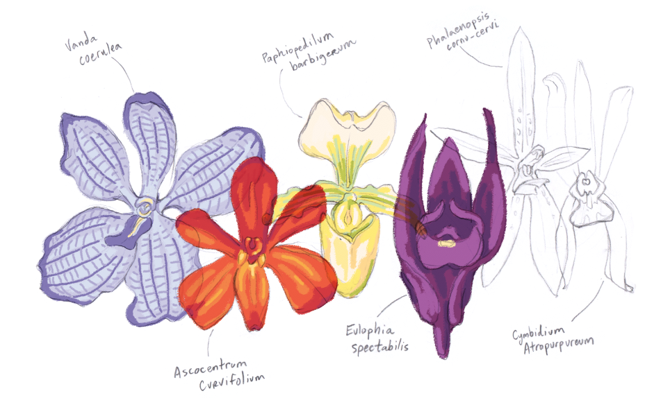 Tên các loài lan trên Doodle ngày 4.12, trong đó có 3 loài lan bản địa Thái Lan. Ảnh: Google.