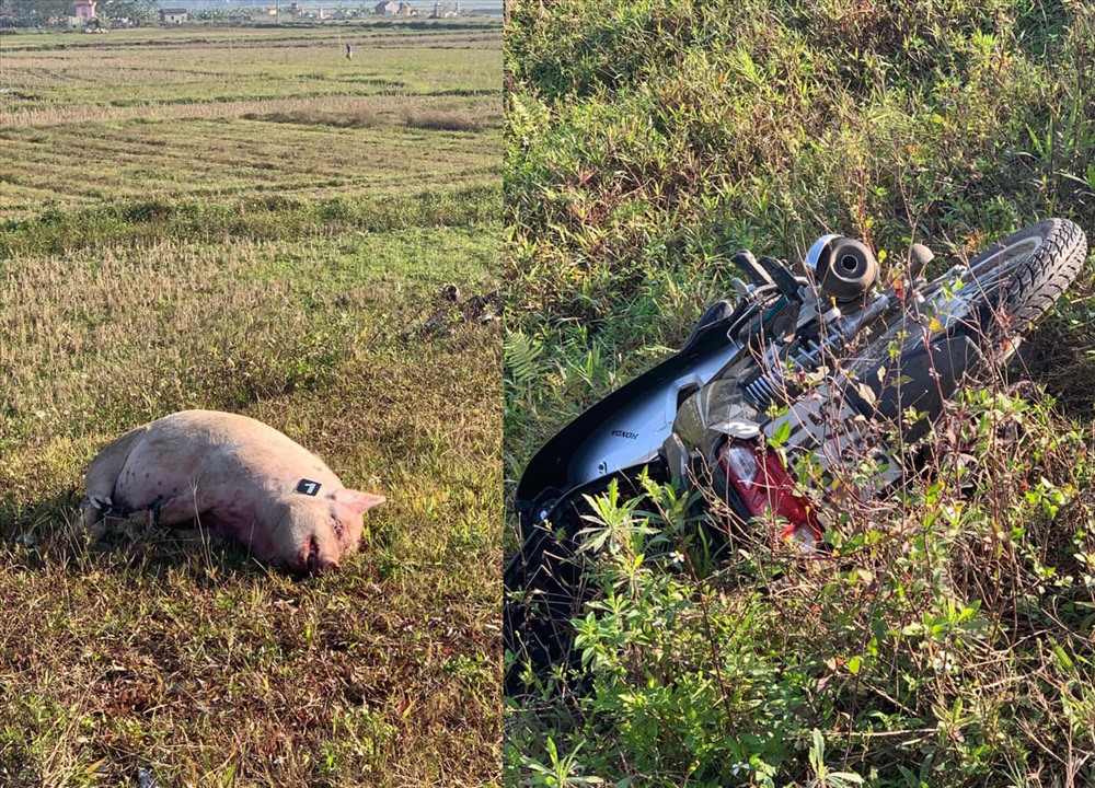 Con lợn và chiếc xe máy người đàn ông bỏ lại tại hiện trường rồi bỏ chạy. Ảnh: Nguyễn Văn Lai
