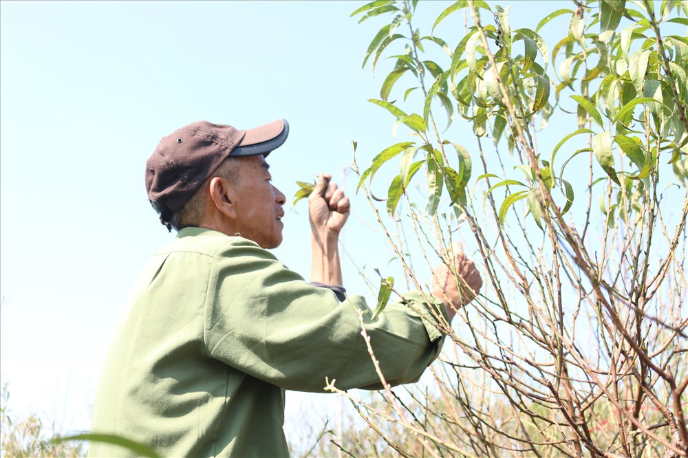 Ông Chu Văn Hòa là một trong những người dày dặn kinh nghiệm trồng hoa đào.