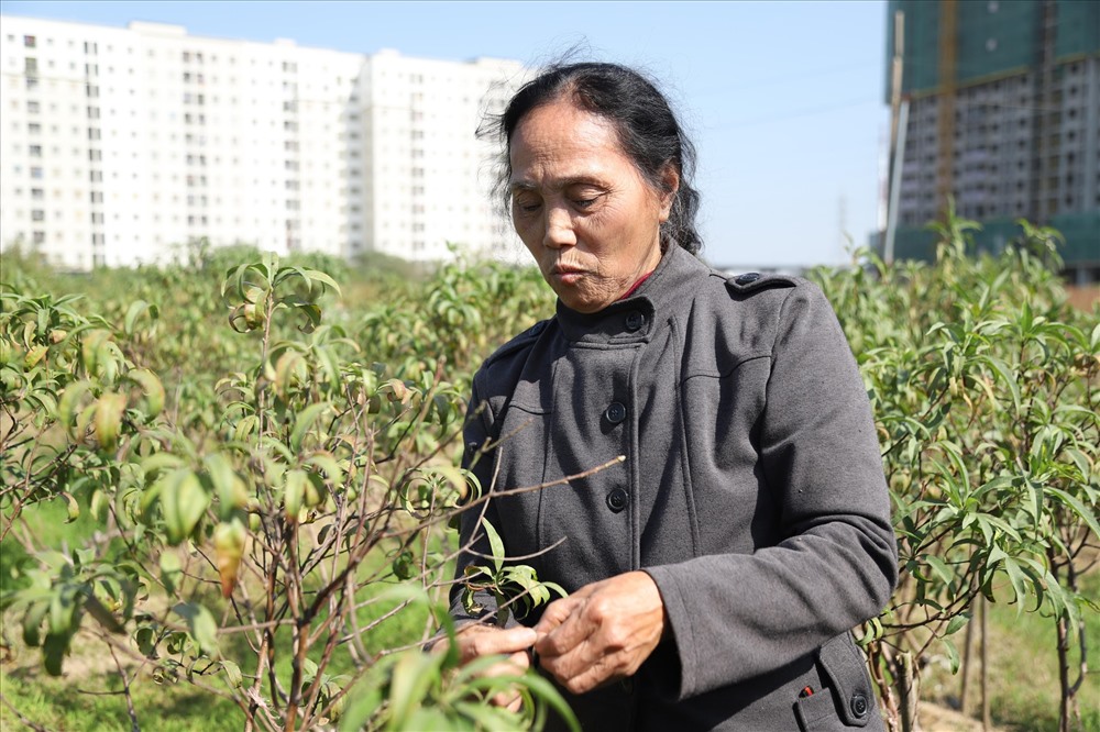 Bà Nguyễn Thị Quế (Đông Ngạc, Bắc Từ Liêm, Hà Nội) tâm sự: “Nhà tôi có khoảng hơn 200 gốc đào, đợt tháng 8 vừa qua bị ngập úng cả tuần nên bây giờ đào bị thối rễ, chết hết cả vườn. Ước tính thiệt hại lên đến 50 triệu đồng“.