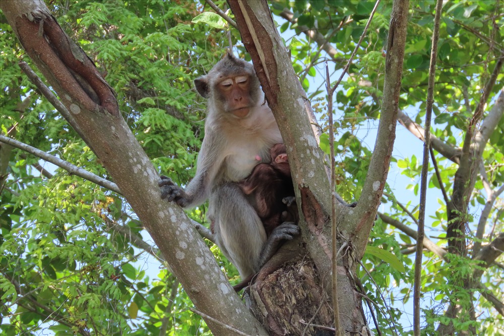Du khách thích thú vui đùa với những đàn khỉ khá thân thiện. Trong ảnh: Một khỉ mẹ đang ôm con trên cây. Ảnh: S.H