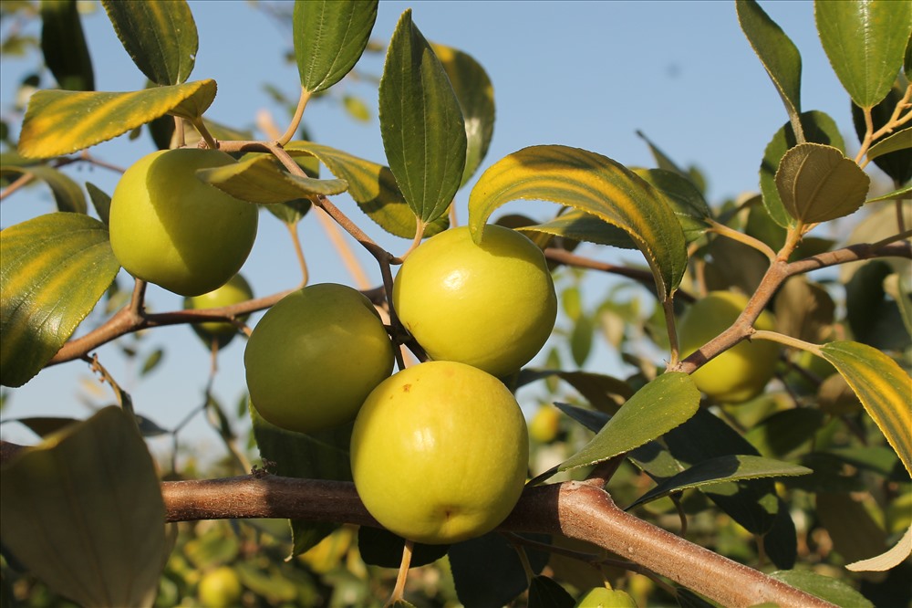 Theo các hộ trồng táo, năm nay, nhờ thời tiết thuận lợi (nắng nhiều), táo Bàng La được mùa hơn năm trước, chất lượng táo cũng cao hơn. Thời điểm đầu mùa, giá táo thu mua tại vườn 30.000 đồng/kg, gần Tết nguyên đán, dự kiến giá tăng từ 40.000 - 50.000 đồng/kg. Ảnh MD
