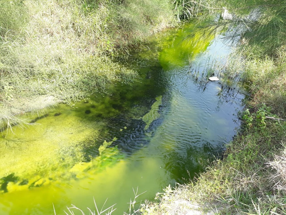 Nước thải từ hồ tôm có màu xanh, bốc mùi hôi thối nồng nặc
