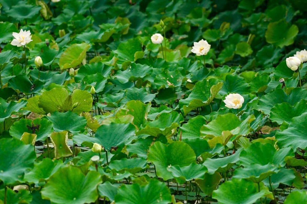 Những bông sen lao xao trong gió mát mùa hè. Ngẫm cũng thật diệu kỳ cho cái mùa nóng nực nhất trong năm, tạo hóa lại gieo xuống loài hoa thanh khiết trong lành đến thế, cho đời, cho người những thơm hương...