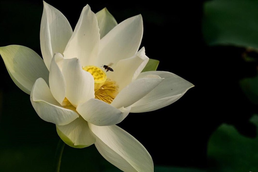 Cánh sen thanh khiết điểm xuyết nhị vàng, lá xanh như vành nón duyên dáng chỉ đợi một làn gió thoảng qua là khẽ chao nghiêng theo làn sóng nước.