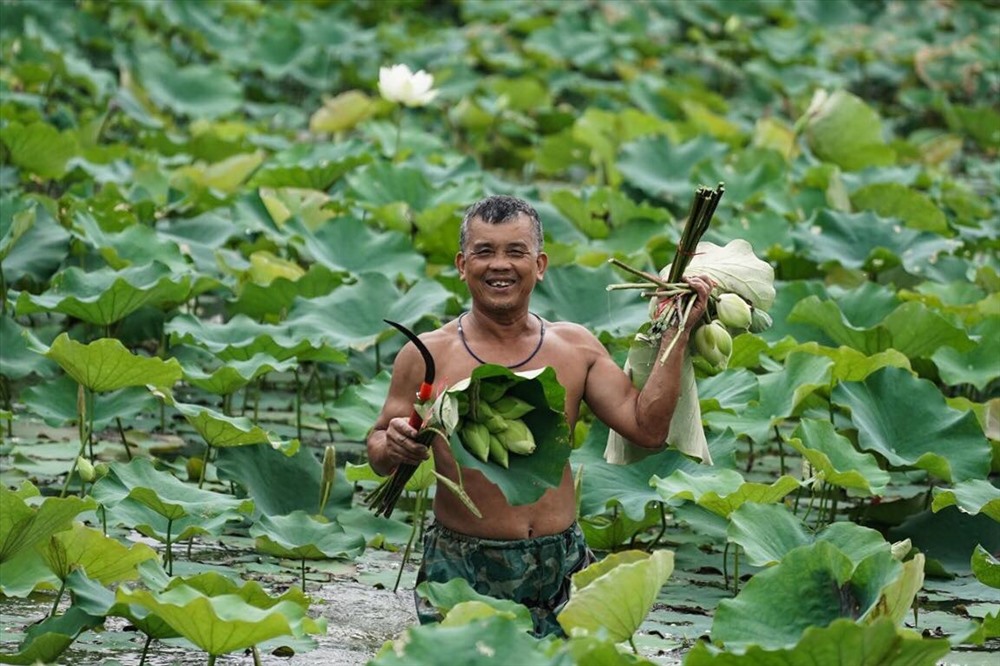 Nụ cười mộc mạc trên đầm sen. Ai bảo chỉ những bức hình thiếu nữ bên sen mới là đẹp? Vẫn có muôn vẻ đẹp khác, dân dã và chân chất thôi, mà cũng rạng ngời chẳng kém, như hình ảnh nụ cười của người đàn ông trong một buổi lao động thường nhật này...