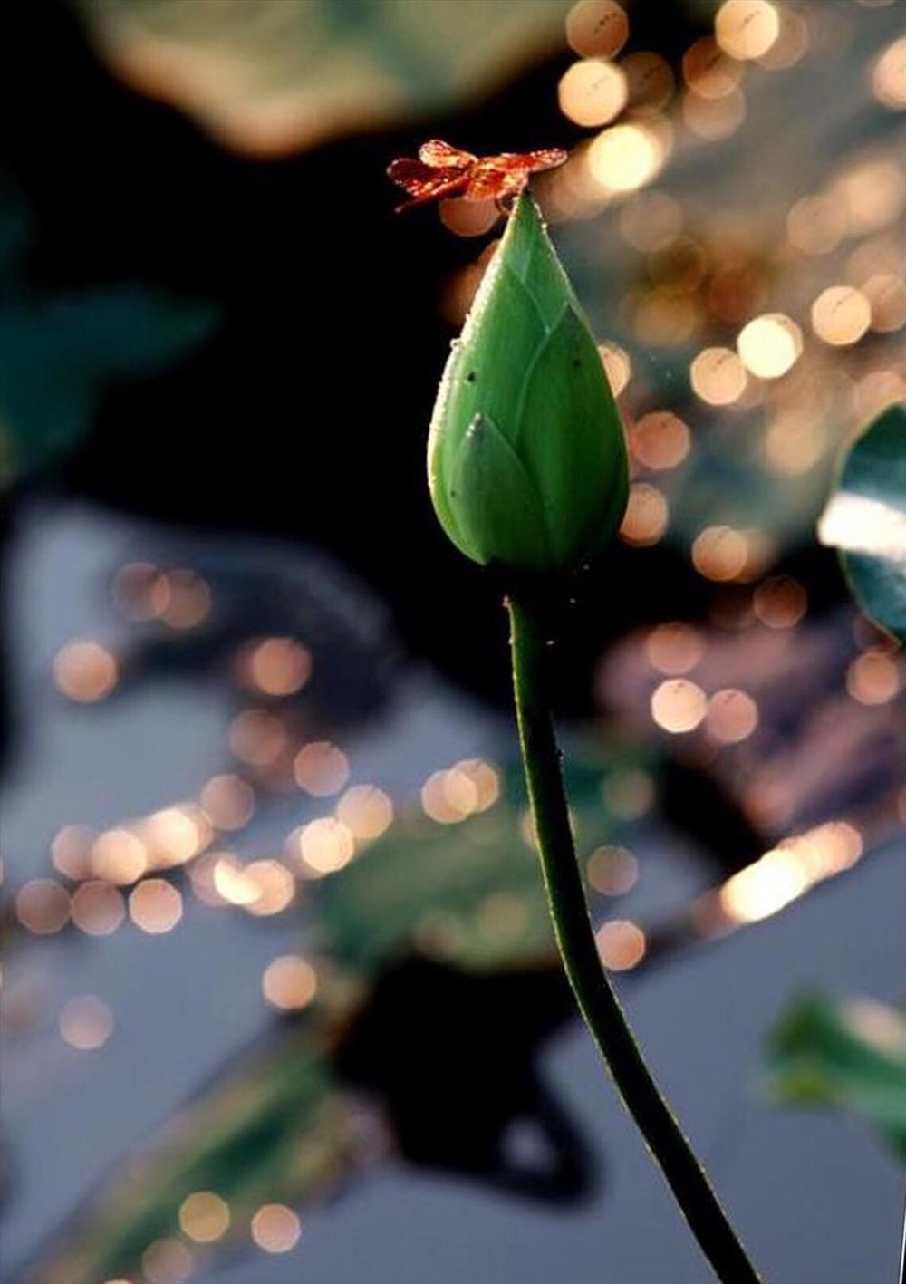 Nụ sen trong nắng sớm.