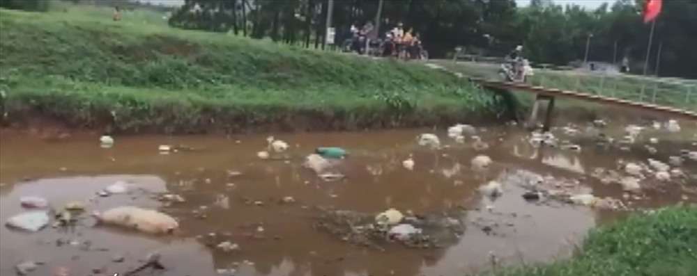 Lợn chết trôi đầy sông tại huyện Hiệp Hòa (Bắc Giang). Ảnh cắt từ clip
