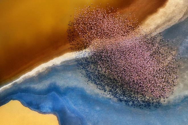 Đàn chim hồng hạc như một chiếc thảm bay qua hồ Natron, Tanzania.