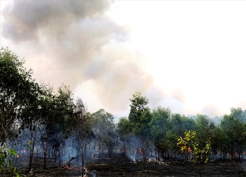 Khói do đám cháy gây ra bao phủ cả vùng rộng lớn.