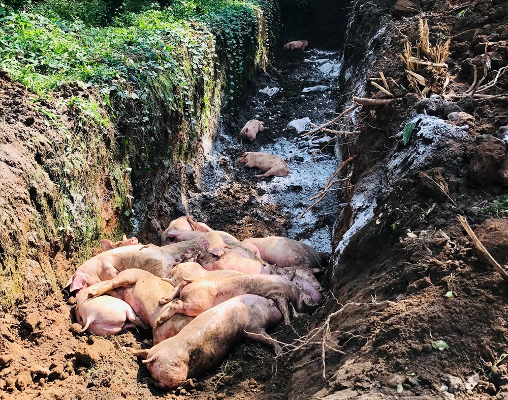 Chôn hủy lợn bị dịch tả lợn châu phi tại Bình Dương.