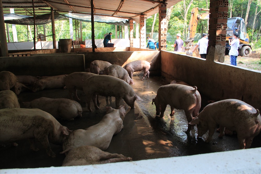 Trại lợn nuôi 950 con bị nhiễm dịch tả lợn  châu Phi.