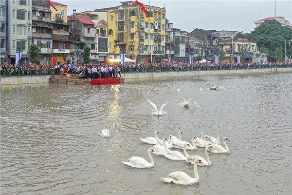 40 con thiên nga được thả xuống hôm khánh thành dự án chỉnh trang sông Tam Bạc hôm 9.5