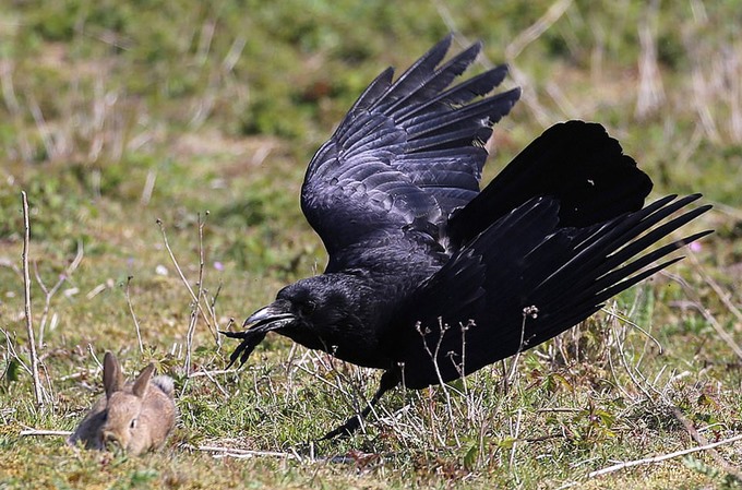 Quạ đen săn thỏ con: Cùng chiêm ngưỡng hình ảnh tài săn của quạ đen khi chúng tung mình lên để săn thỏ con. Với sự tinh nghịch và thông minh của chúng, quạ đen đã luôn là một trong những loài chim săn mồi thành công nhất trên thế giới.
