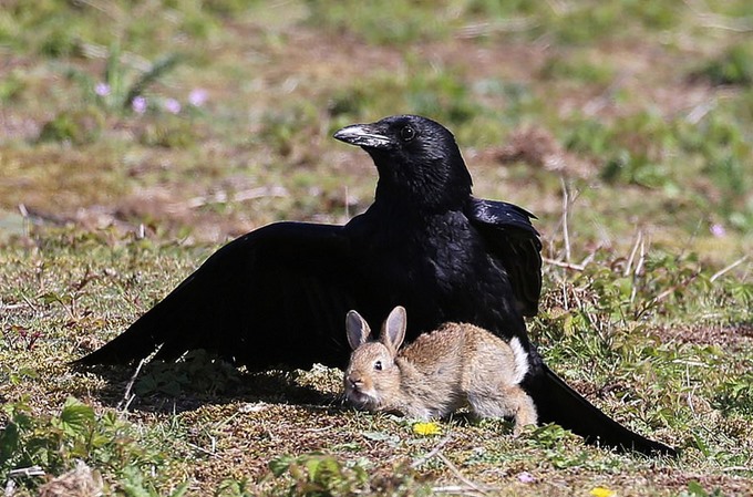 Khi bị bắt một cách bất ngờ, thỏ con khúm núm sợ hãi.