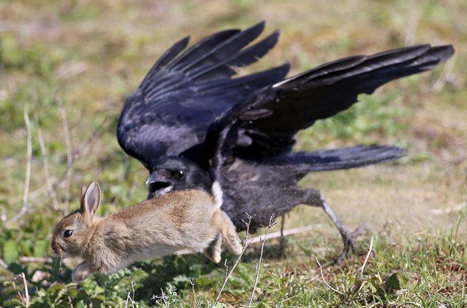 Ngay sau đó, nhiếp ảnh gia đã ném một chiếc que vào quạ nhằm giải thoát cho thỏ. Thỏ con nhanh chóng bỏ chạy khi được thả xuống mặt đất.