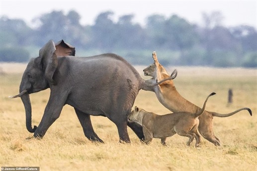 2 con sư tử chia nhau khu vực tấn công để sớm hạ gục voi con.