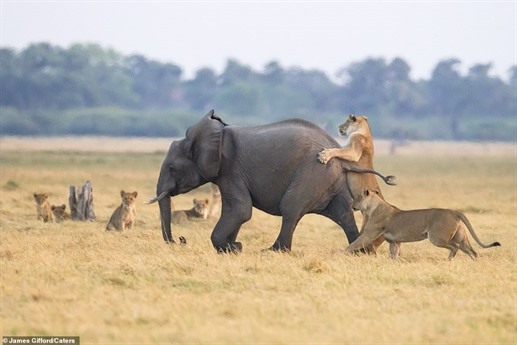 Khi nhìn thấy hình ảnh này, mọi người đều dám chắc về số phận của con voi con khi đi lạc vào đúng lãnh địa của sư tử. Ngoài 2 con sư tử cái, có đến 4 con sư tử non đang nằm chờ “miếng mồi báu bở” này.