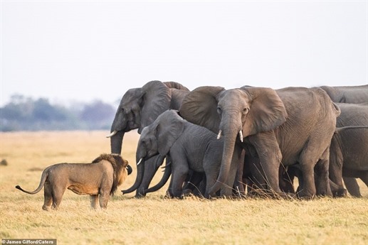 Thế nhưng, đàn voi đã nhanh chóng phát hiện ra sự vắng mặt của voi con và tới giải cứu kịp lúc. Sự xuất hiện của đàn voi khiến sư tử chỉ biết ngậm ngùi tiếc nuối. Sự việc diễn ra tại Công viên quốc gia Chobe, Botswana.