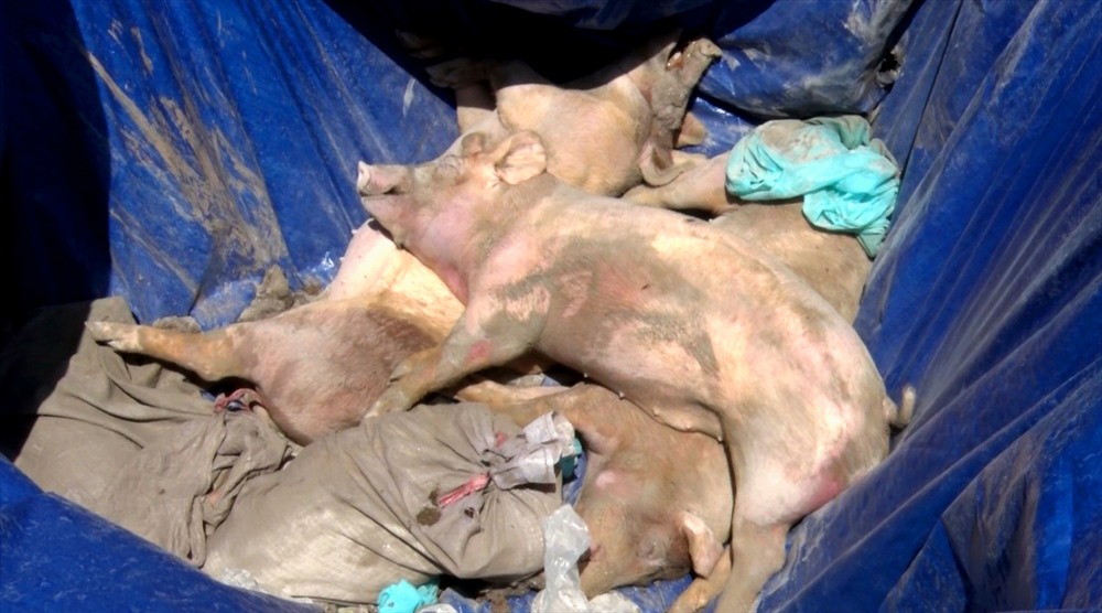 Lợn chết do nhiễm dịch tả lợn Châu Phi. Ảnh: HT