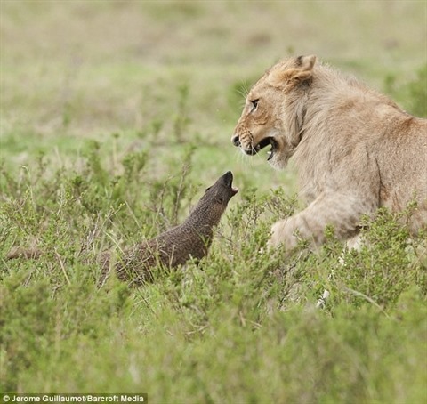 Sư tử tỏ ra rụt rè trước cầy mangut. Tư thế của sư tử khiến người xem cảm giác như con vật bị hoán đổi từ kẻ đi săn thành con mồi.