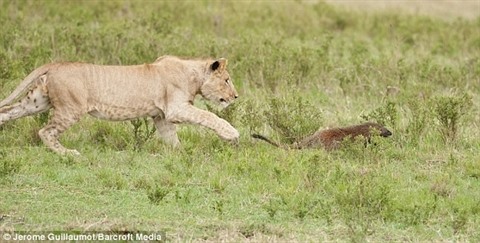 Nhân cơ hội sư tử còn đang e dè chưa tìm được cách tấn công, cầy nhanh chóng bỏ chạy vào hang.