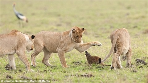 Tuy nhỏ bé, nhưng cầy mangut không hề tỏ ra sợ hãi khi phải đối mắt với 4 con sư tử tại Công viên Quốc gia Masaa Mara ở Kenya.