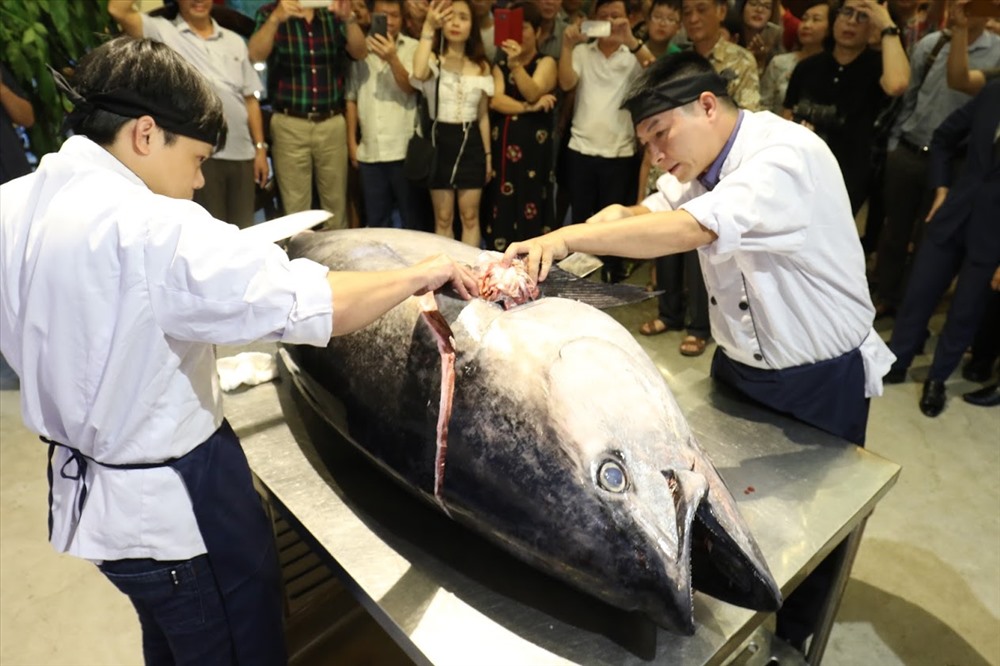 Theo chủ nhà hàng, con cá ngừ này được ngư dân ở Phú Yên câu tại ngư trường Trường Sa của Việt Nam. Thuyền của ngư dân tỉnh Phú Yên đã cập cảng cá Đông Tác (TP Tuy Hòa, Phú Yên).