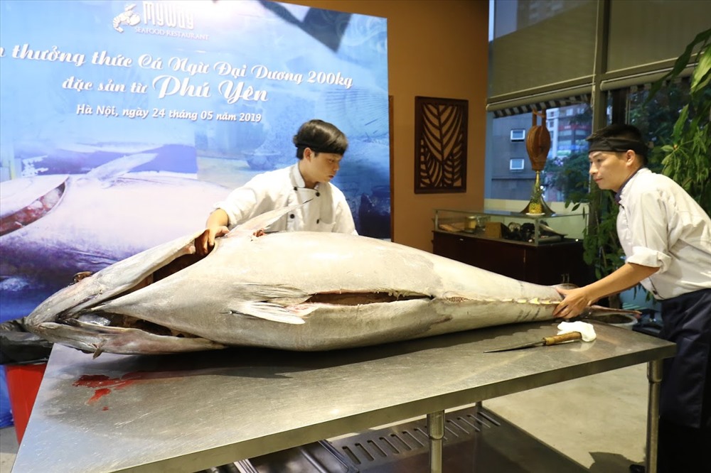 Tối ngày 24.5, hàng trăm thực khách đã tới một nhà hàng nằm trên phố Hoàng Ngân, phường Trung Hòa, quận Cầu Giấy (Hà Nội), để chiêm ngưỡng và thưởng thức các món ăn được chế biến từ thịt con cá ngừ đại dương vây xanh nặng 200kg.