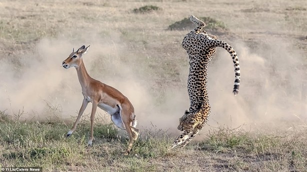 Le jaguar est célèbre pour les phases de chasse les plus habiles d'Afrique. Ils utilisent souvent leur corps avec souplesse pour capturer la cible.
