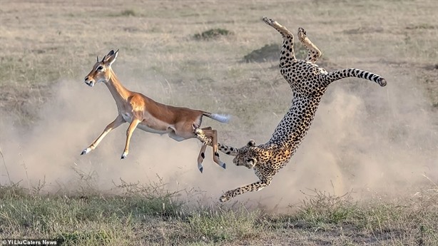 Antelope has the advantage of high jumps, but it is difficult to escape the jaguar's claws.