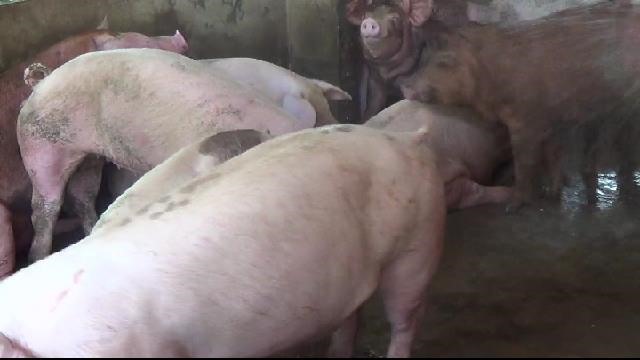 Người nuôi lợn tại ĐBSCL lo lắng trước dịch tả lợn Châu phi lan nhanh