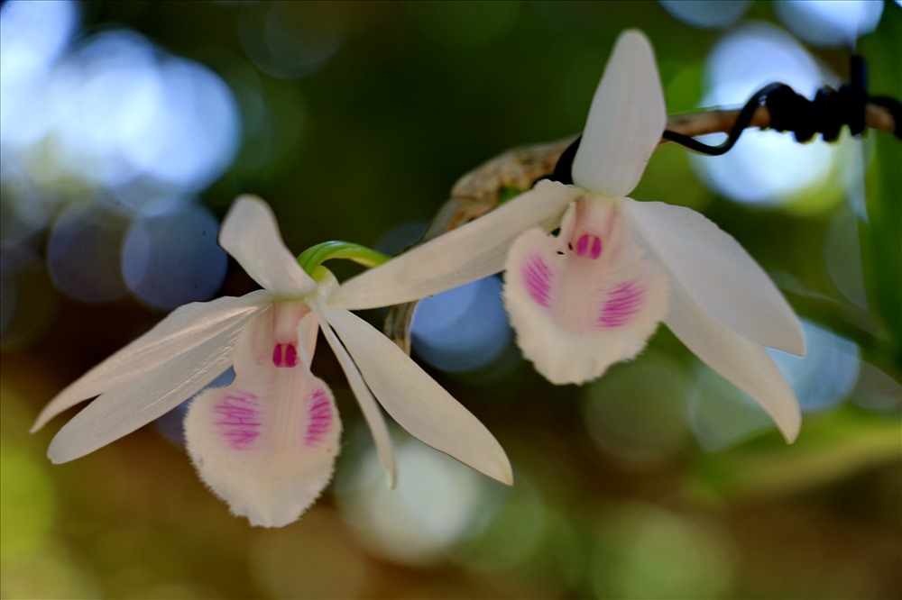 Giá trị của giò hoa giả hạc trắng đột biến là 2 cánh hồng áp má tự nhiên được một nghệ nhân ở KomTum tìm thấy ở khu vực Tây Nguyên. Ảnh: P.L